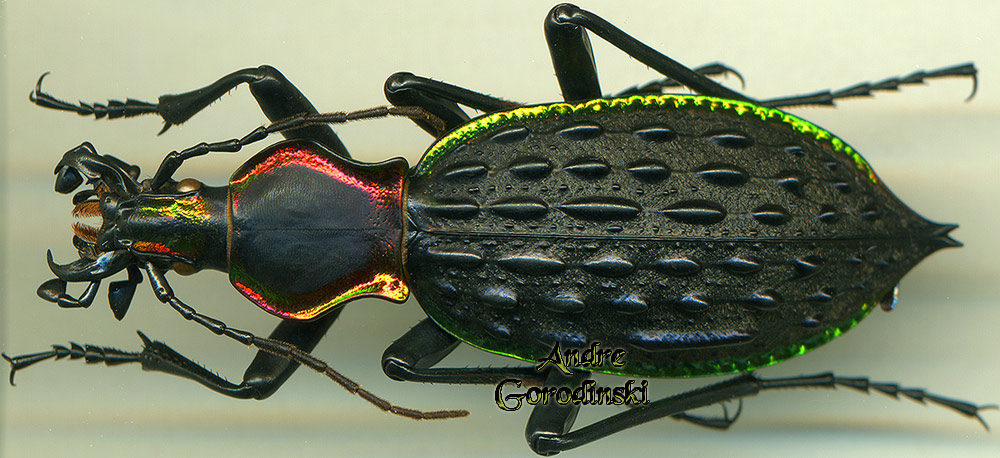 Coptolabrus ignimetalla angulicollis